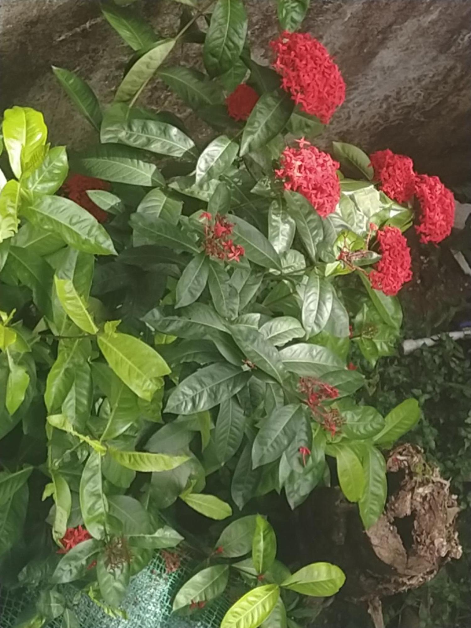Paradise Inn Guest House Alappuzha 外观 照片