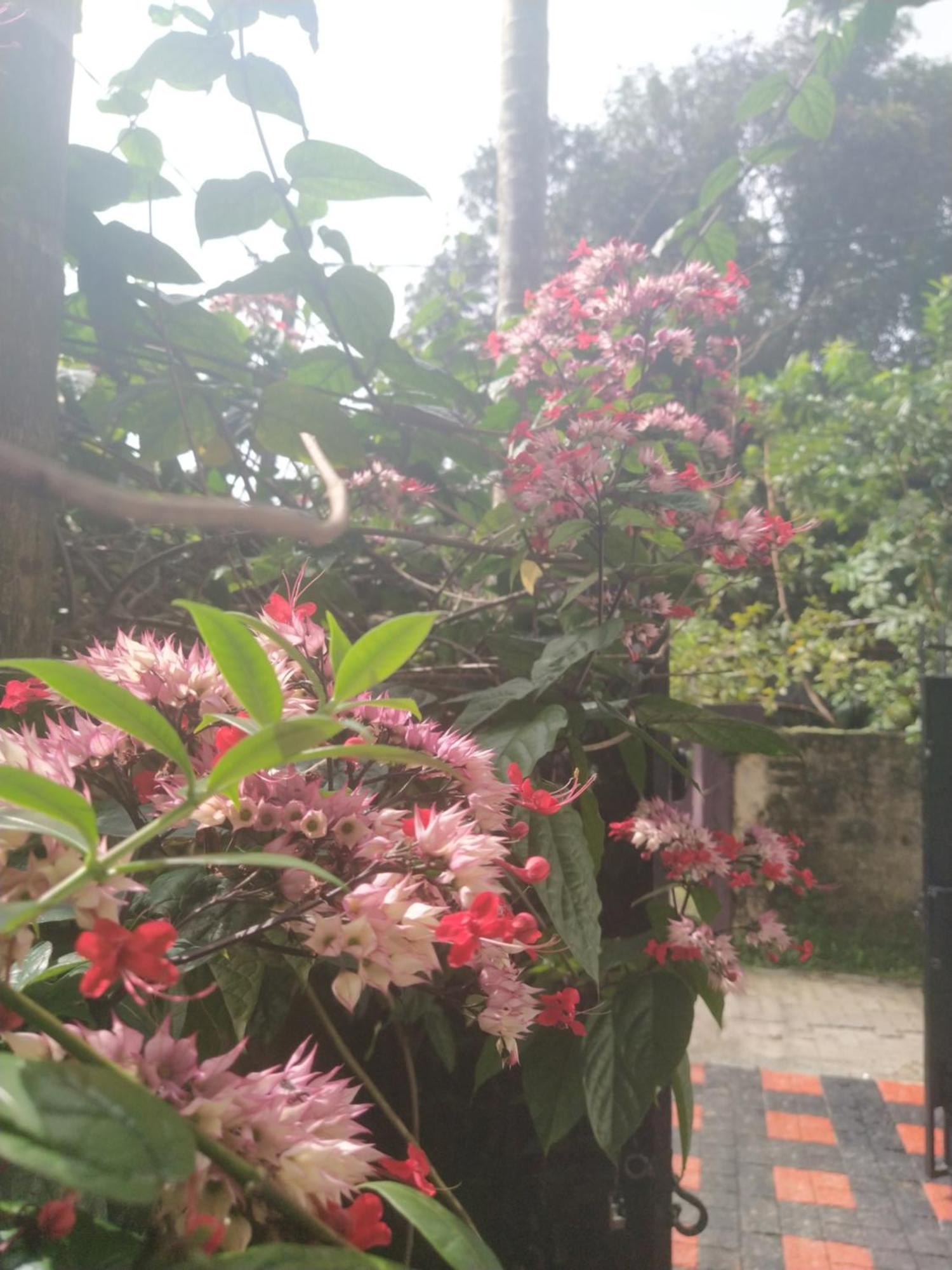 Paradise Inn Guest House Alappuzha 外观 照片